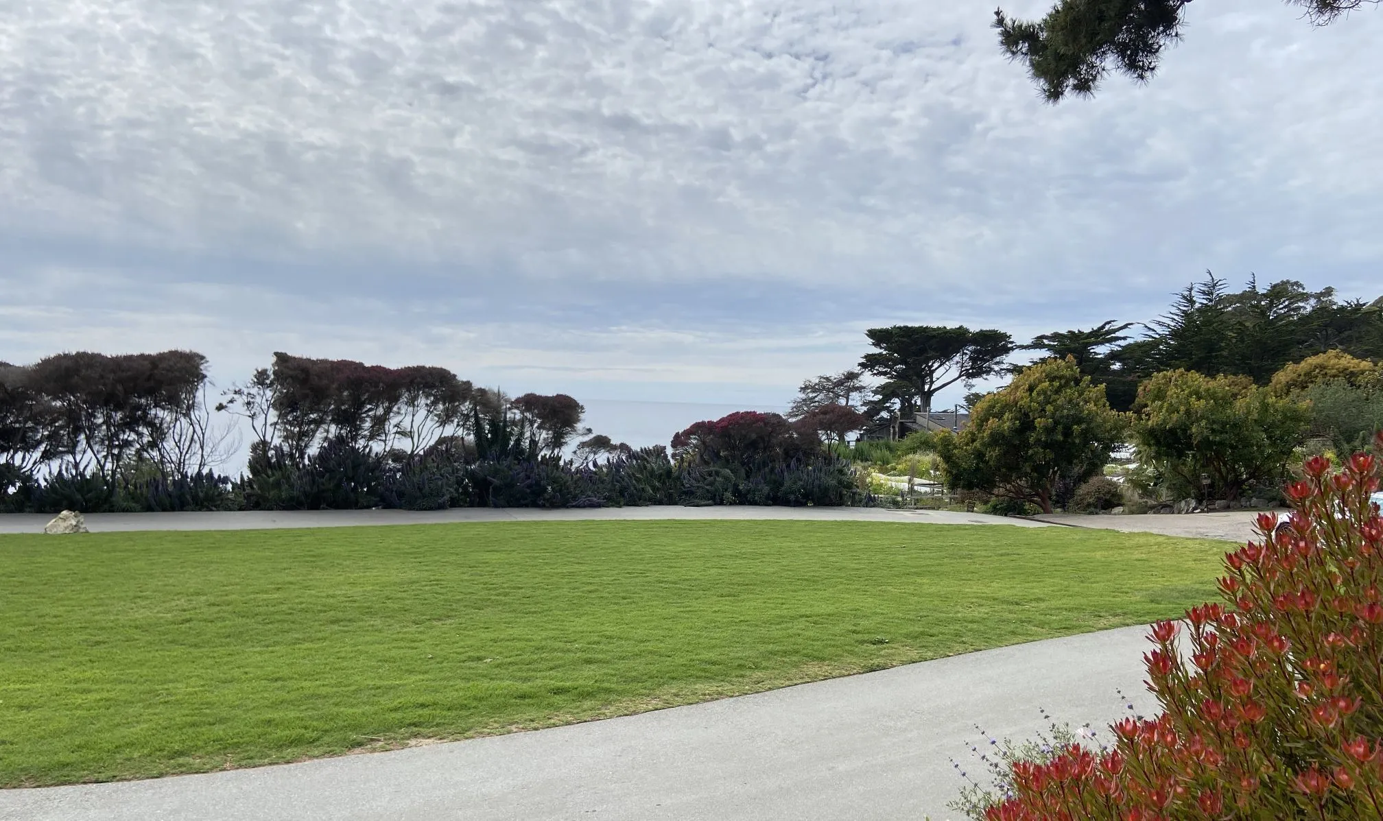Kikuyugrass lawn