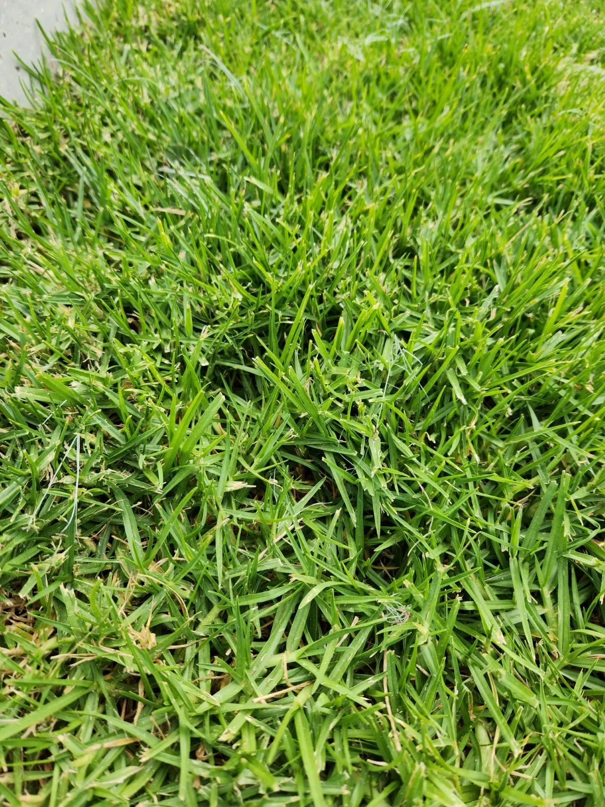 Close up of kikuyugrass